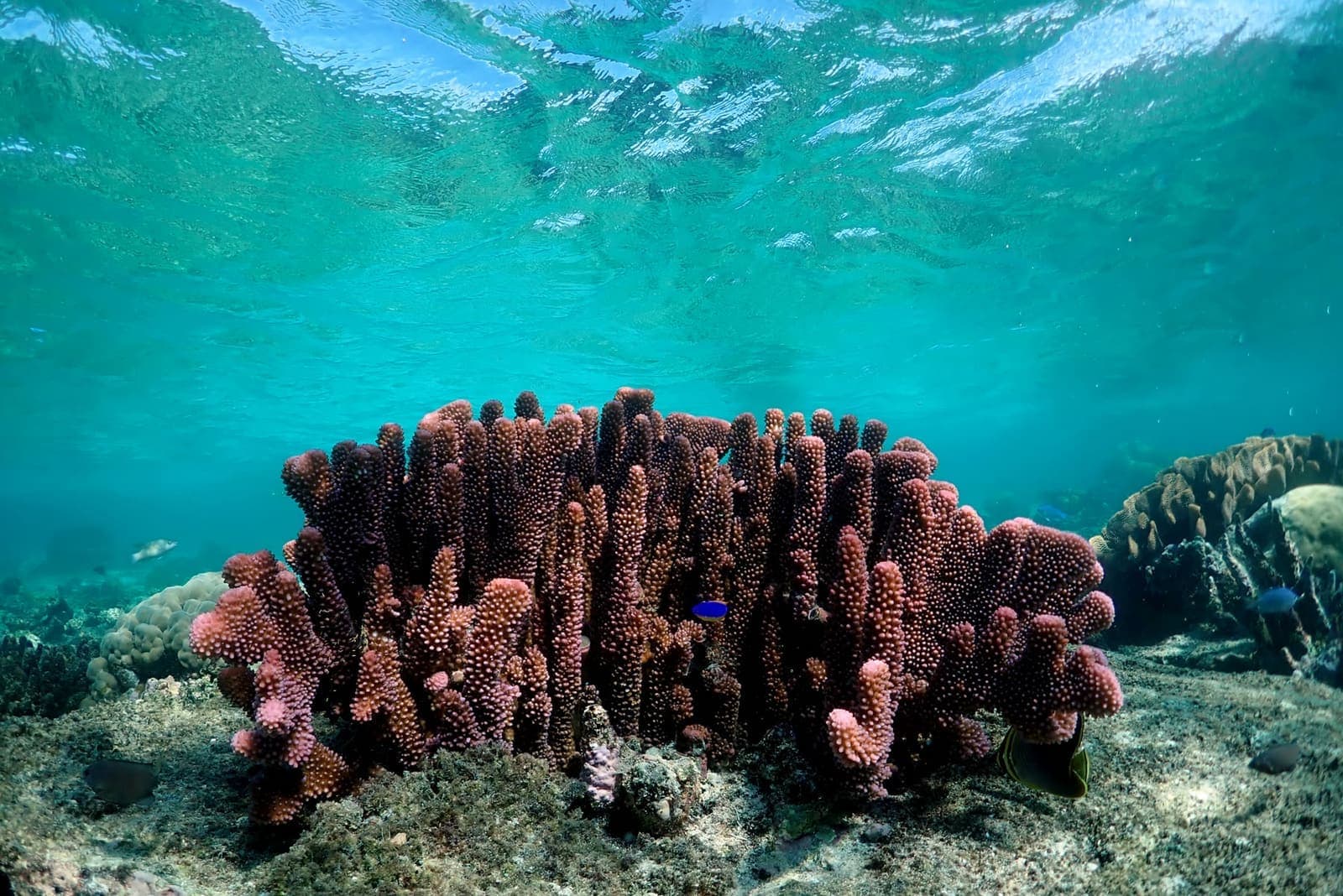 Snorkel the lagoon