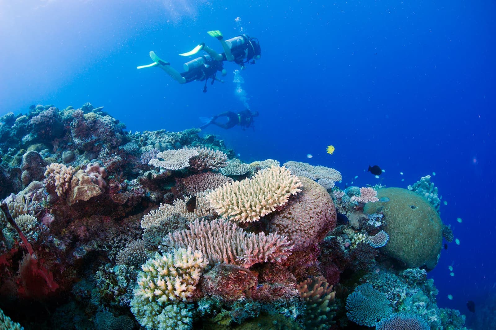 PADI & house reef