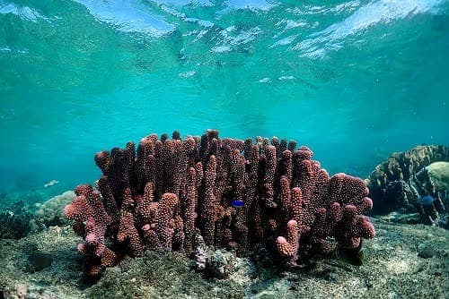 Blue Lagoon house reef