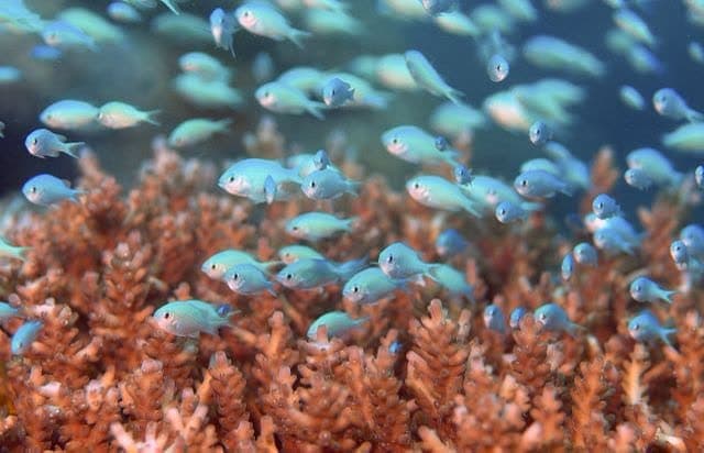 House-reef snorkel