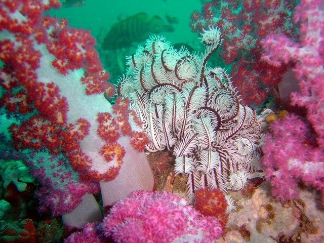 Complete a Dive Course and dive free for the rest of your stay — photo 1 of 4